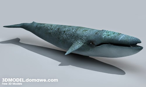 Whale 3d model free