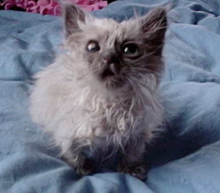 From Road To Home Specialty Purebred Cat Rescue The Ugly Duckling