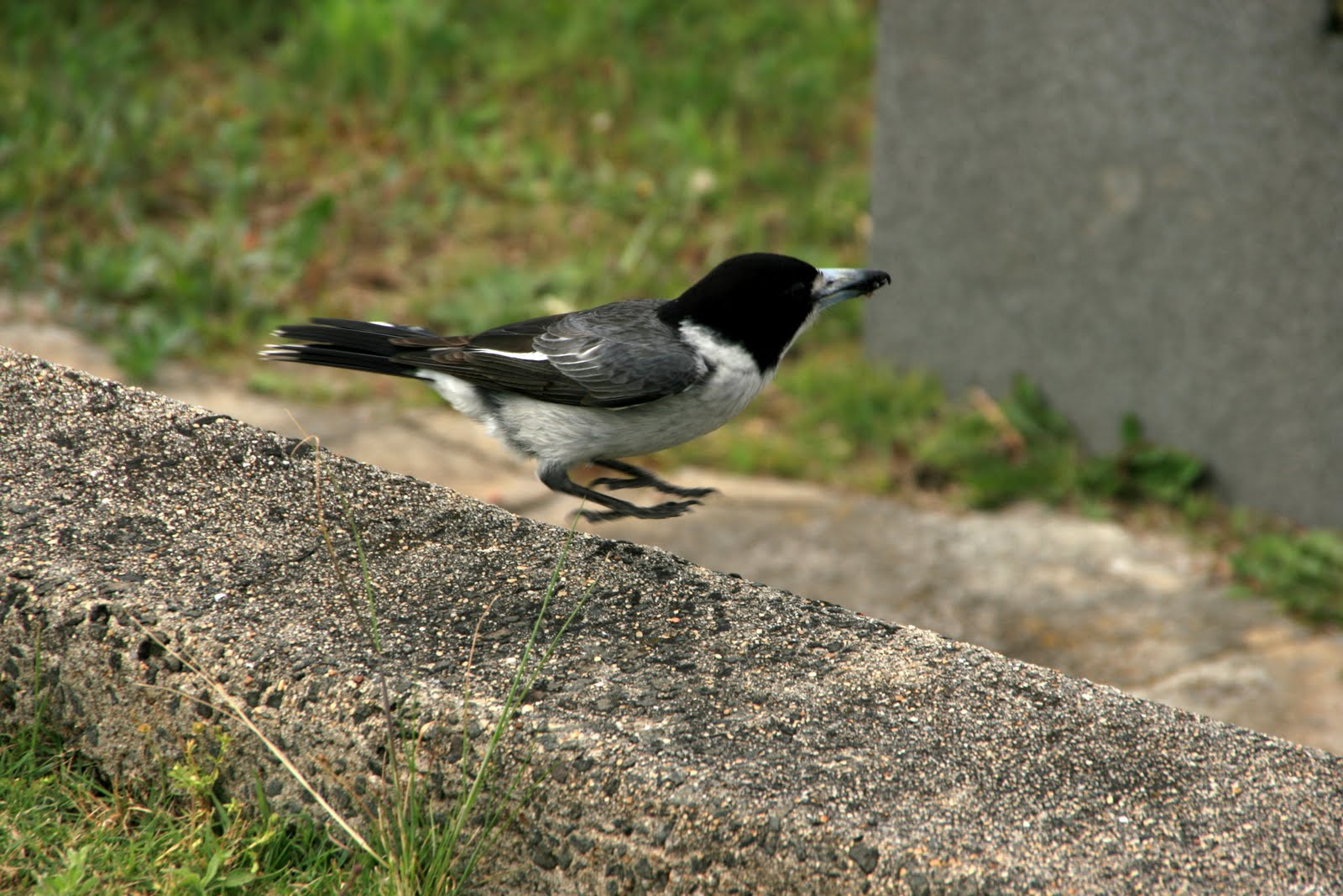Butcher Bird Australia