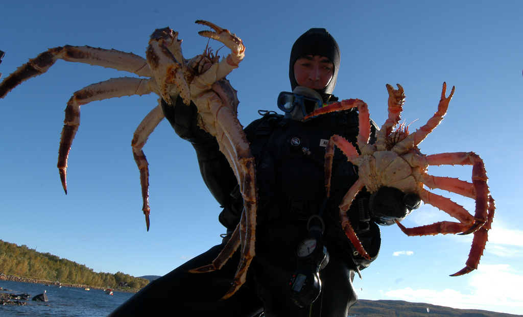 King Crabs Life of Sea