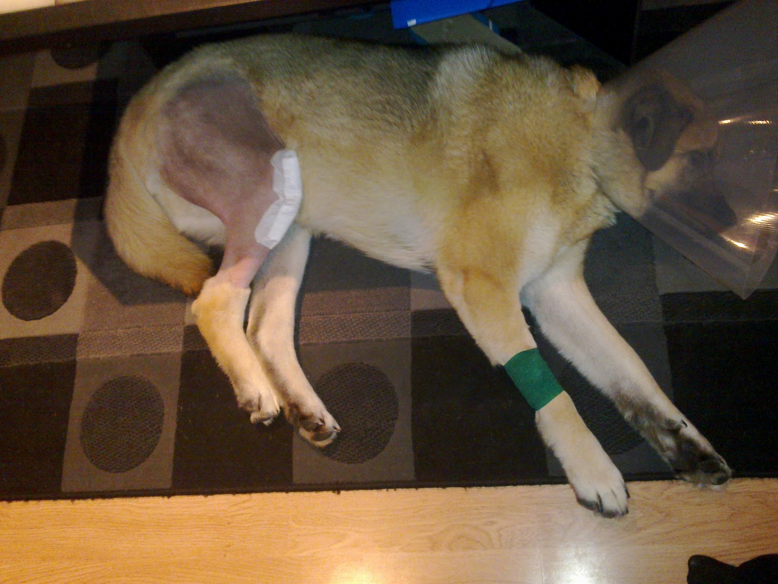 Mitt liv, Drömmen och Verkligheten Rufus TPLO operation