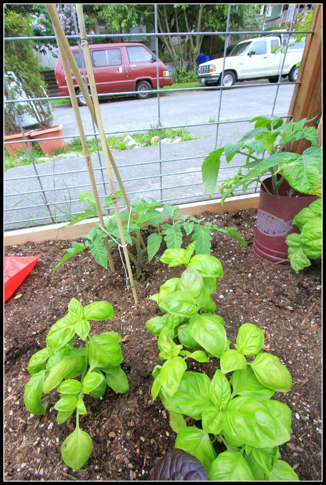 Desperate Gardener Growing Basil