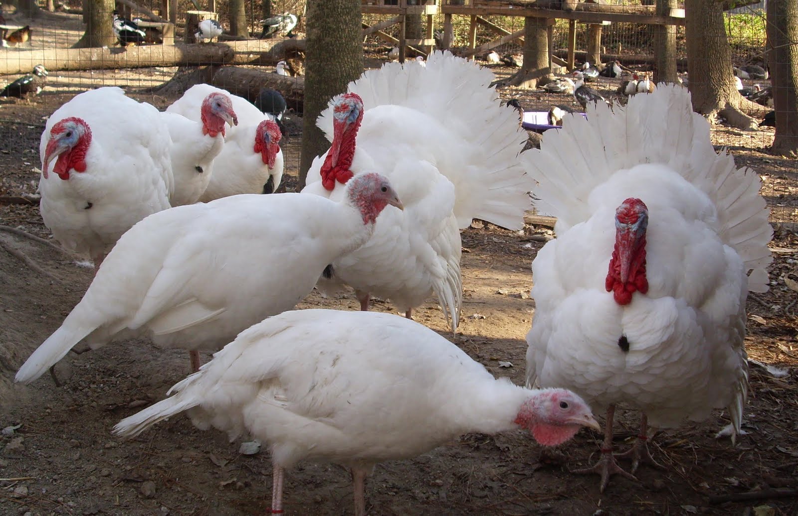 Breed Savers Beltsville Small White Turkeys