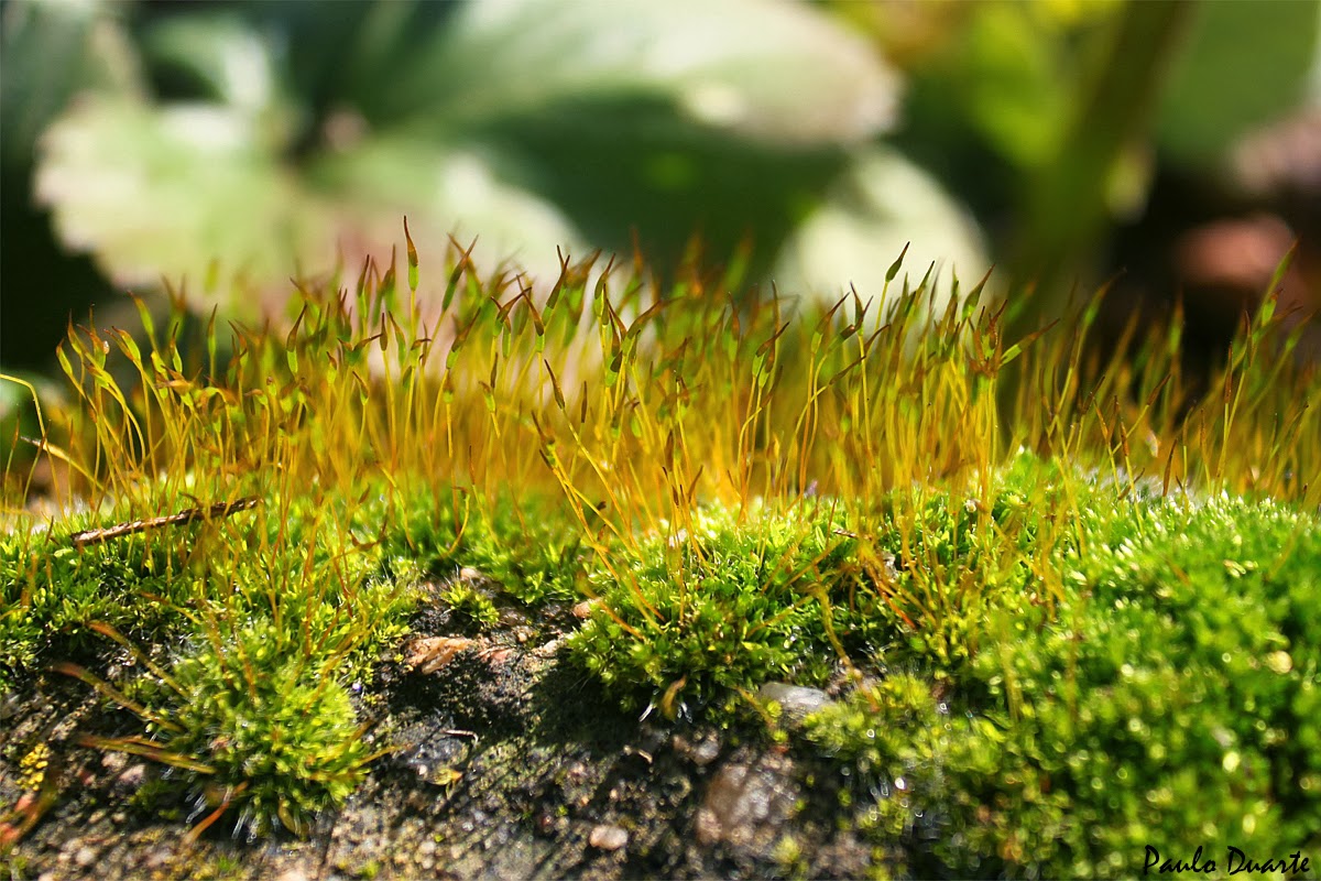 todo o lado, este ano vai ser uma farturinha deste tipo de plantas todo o lado, este ano vai ser uma farturinha deste tipo de plantas