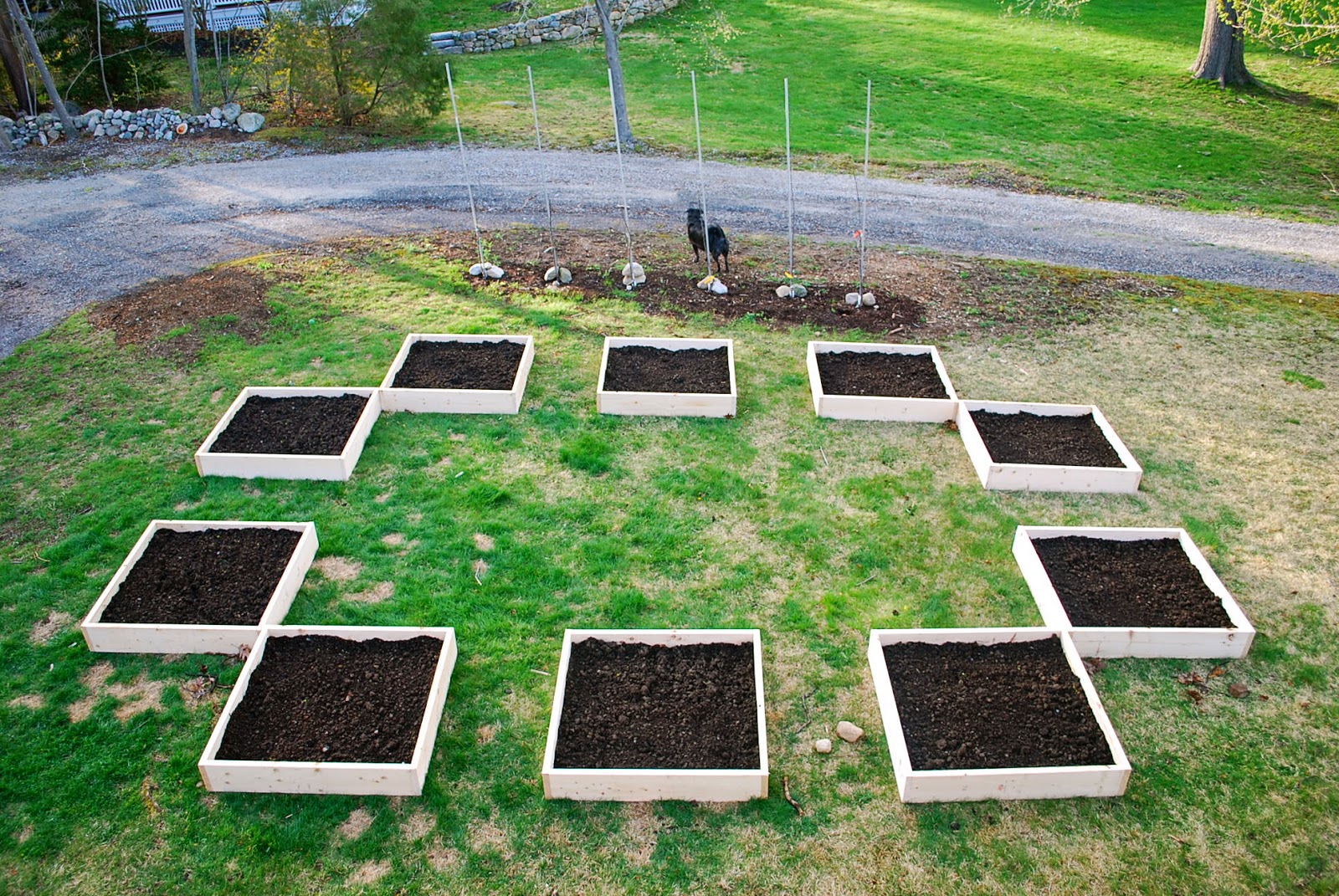 Blooming Boxwood Edging And Expired Grass Seed Backyard