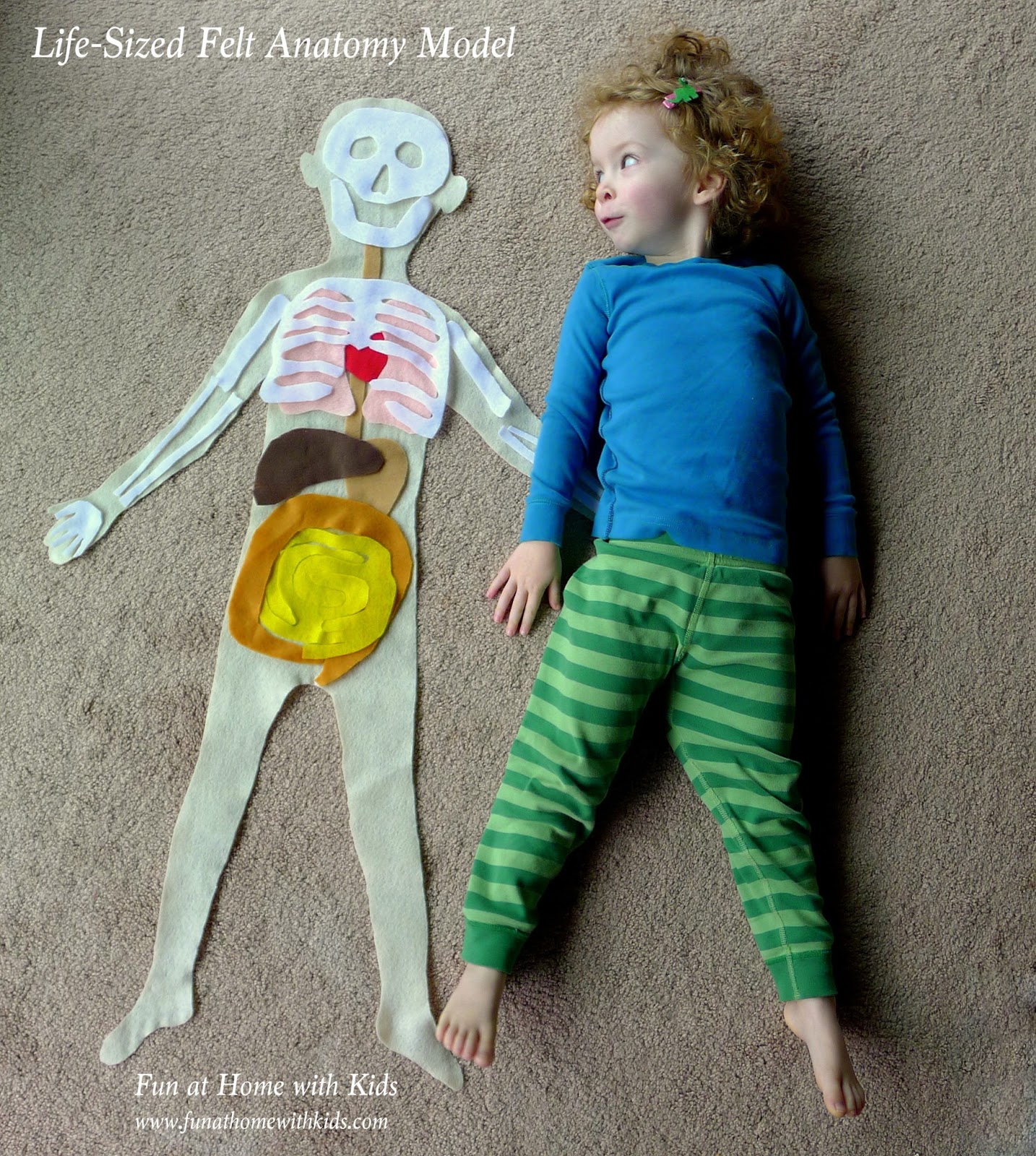 LifeSized Felt Anatomy Model