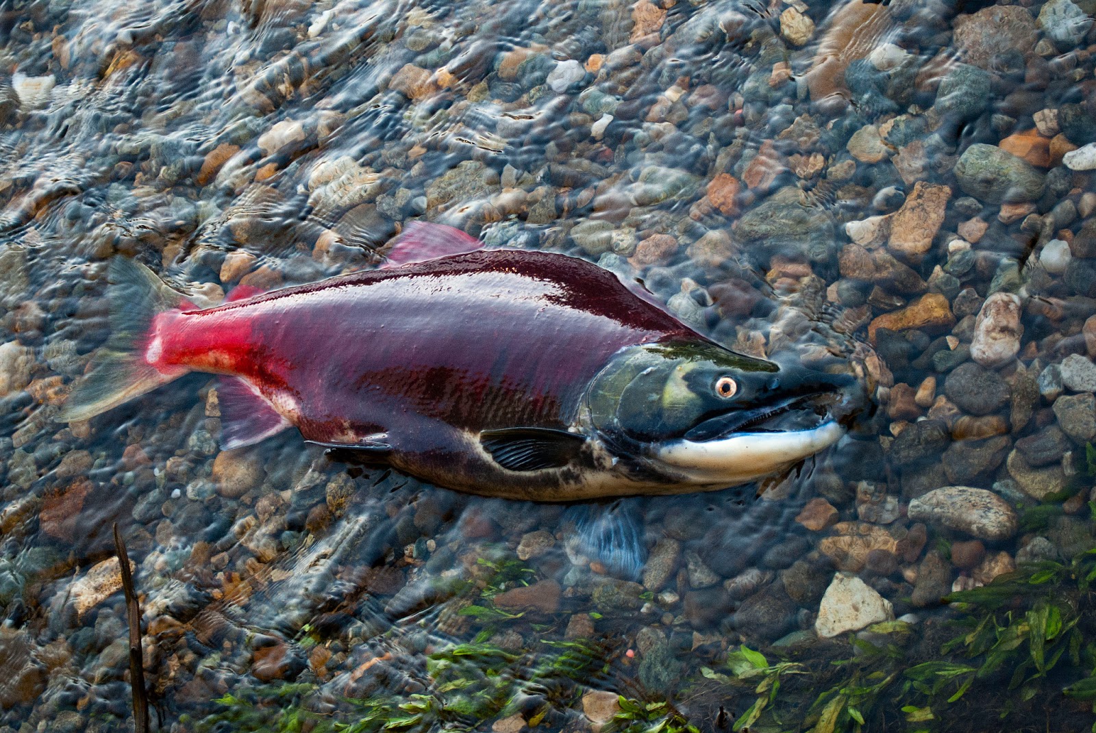 BC Salmon Runs Have Blog, Will Travel