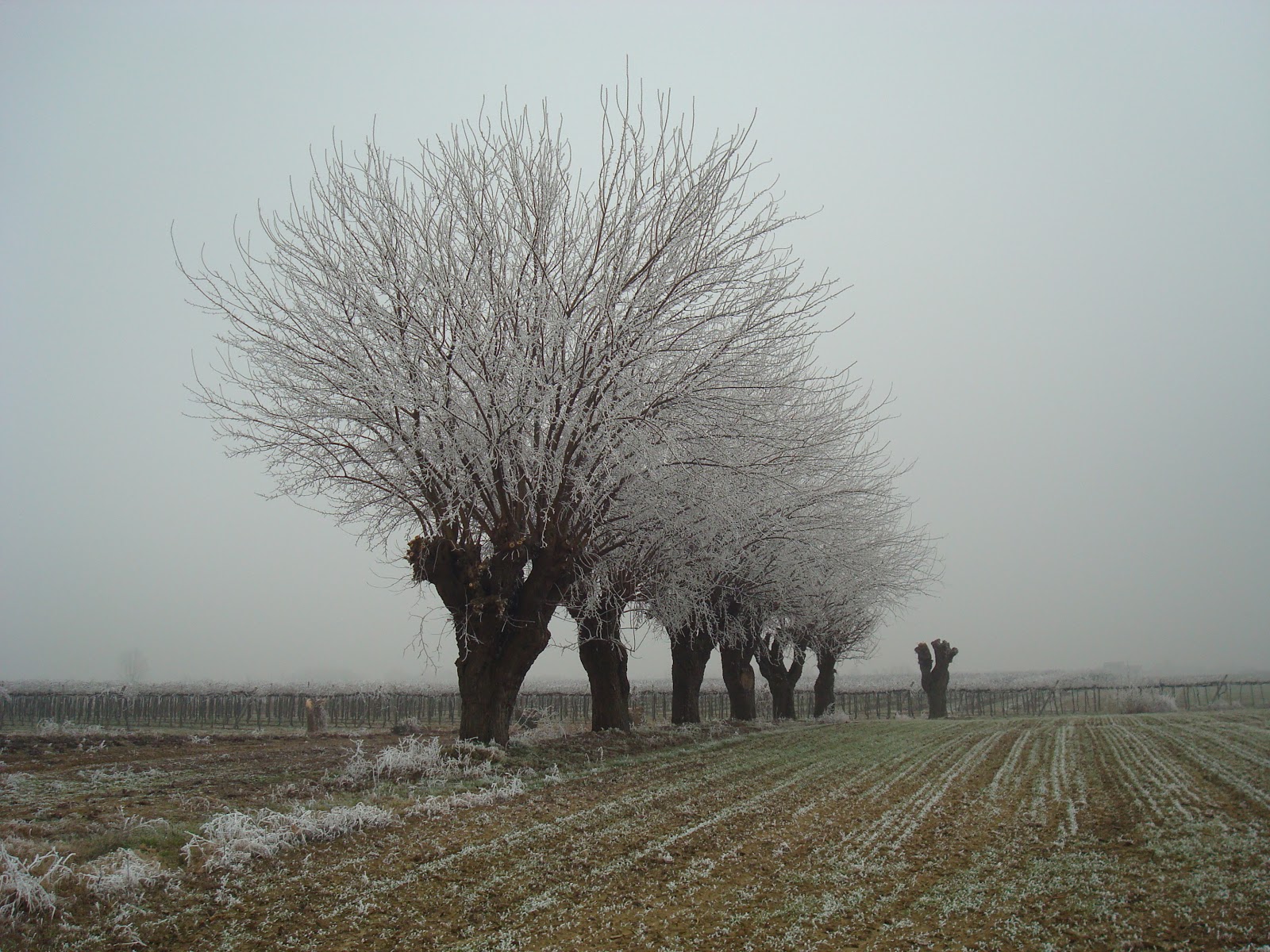 Arcole Racconta Paesaggi Invernali Di Arcole