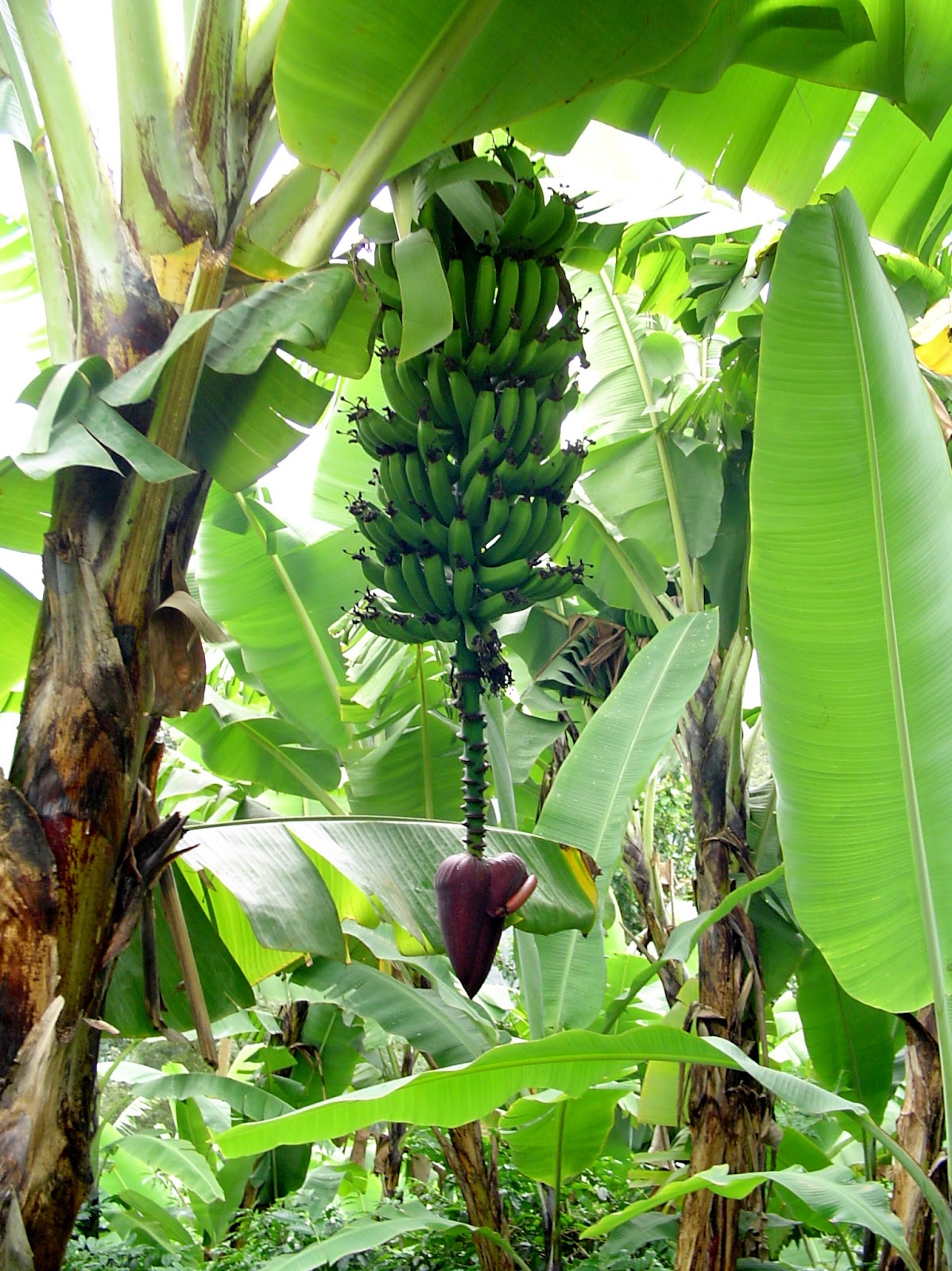 Banana Tree Plantation