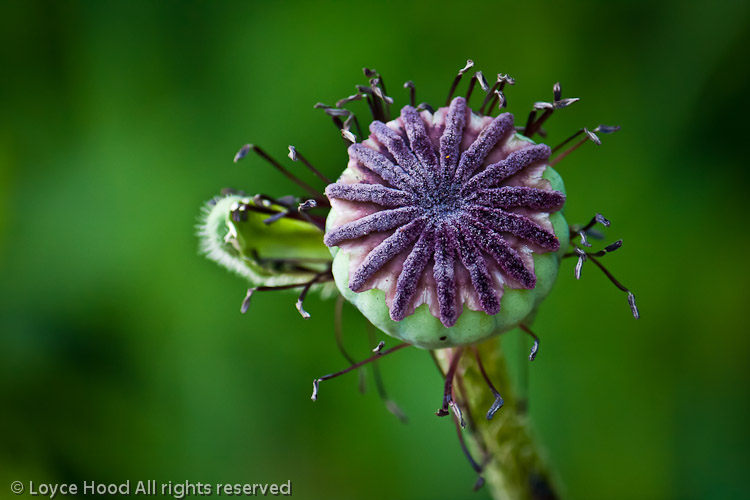 Photo of the Day: Oriental Poppy Seed Pod