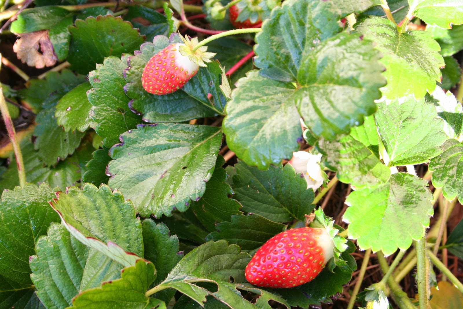 Nibbling On Nature Wild Strawberries Pure And Simple