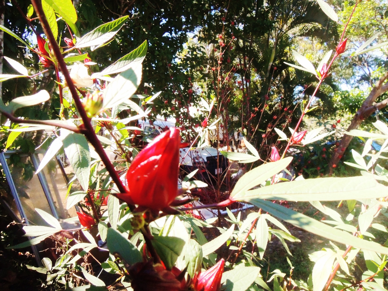 La生活 おうちでエスニック料理 中南米で人気の飲み物 アグア デ ハマイカ ハイビスカス ティー