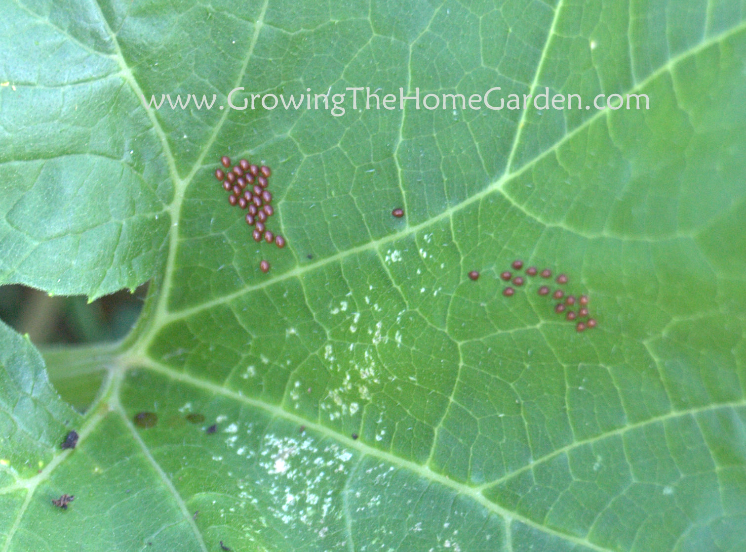 An Afternoon in the Vegetable Garden Growing The Home Garden