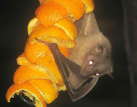 murcielago de la fruta