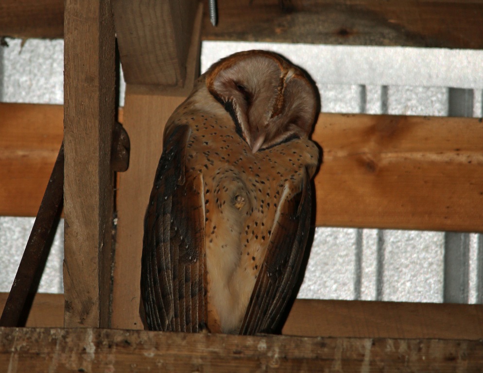 Ohio Birds and Biodiversity: Owl pellet, dissected