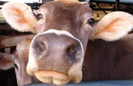 restringida ocho vacas subasta comunicaciones aza raza