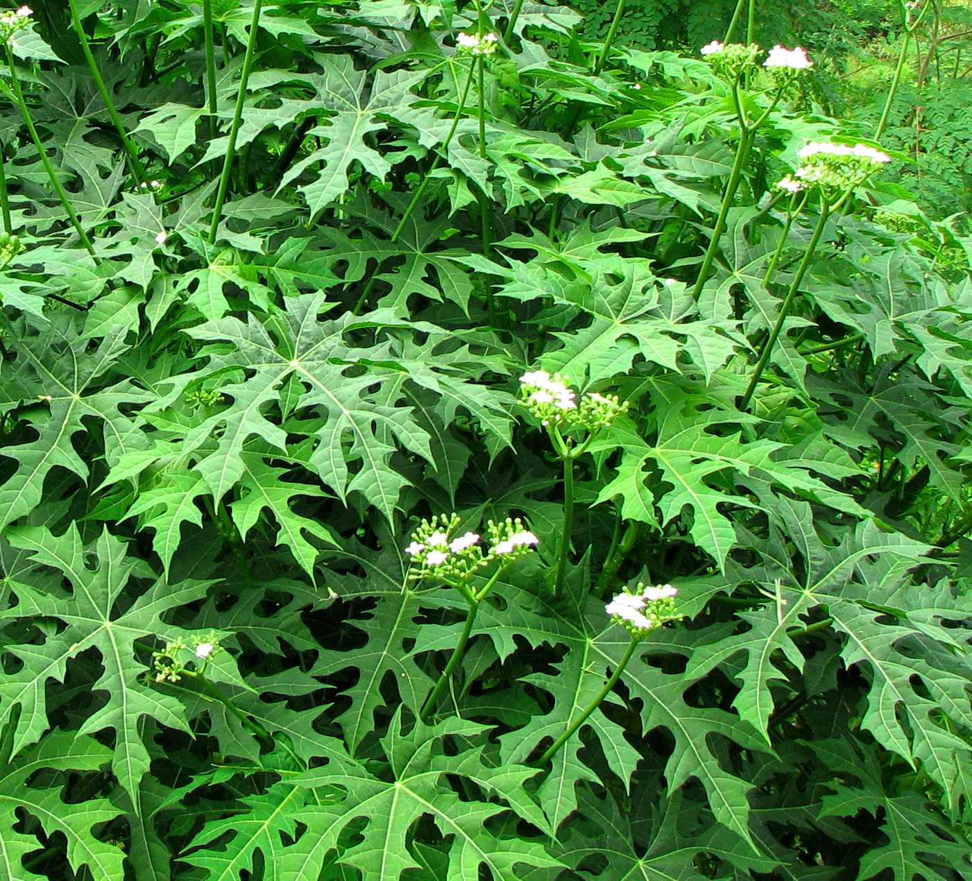 chaya plant side effects