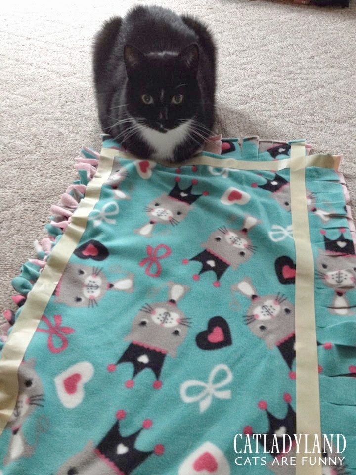 Catladyland Cats are Funny You Need to Make this Easy, NoSew Cat Bed