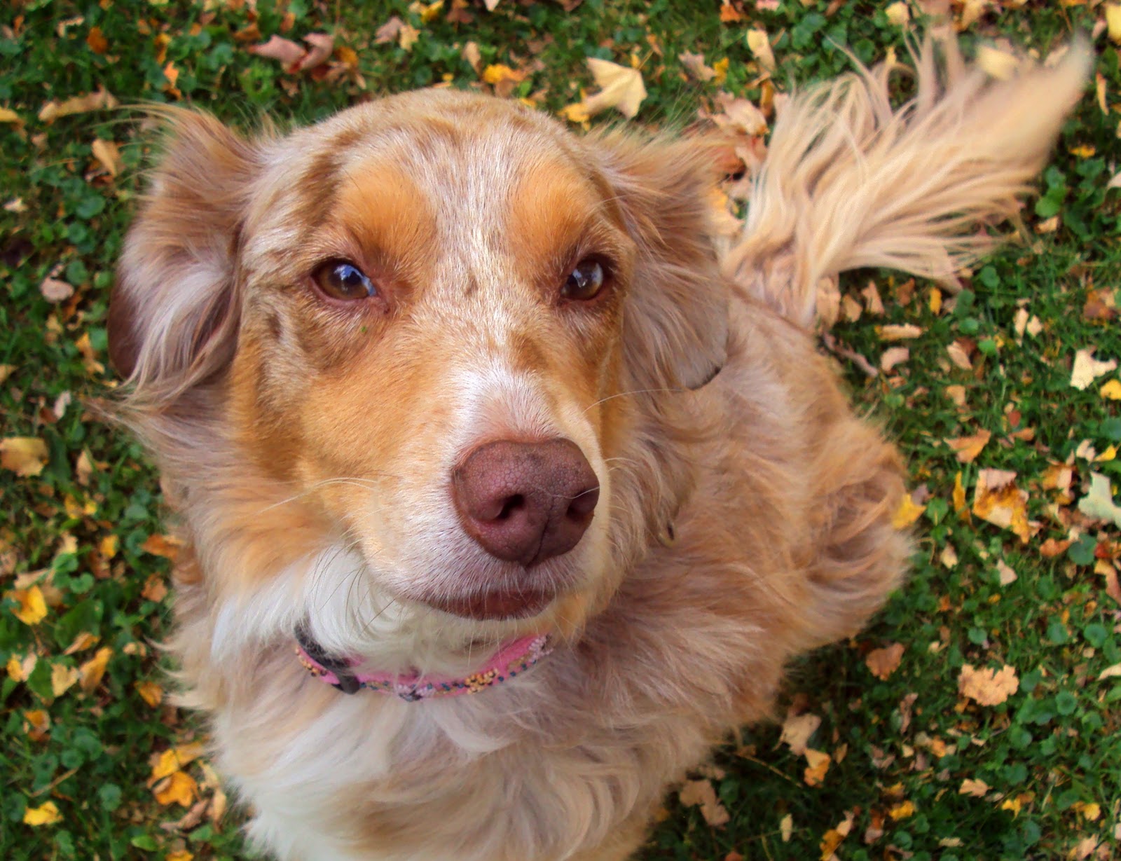 Ottawa Valley Dog Whisperer THE ART OF GREETING IN SILENCE How You