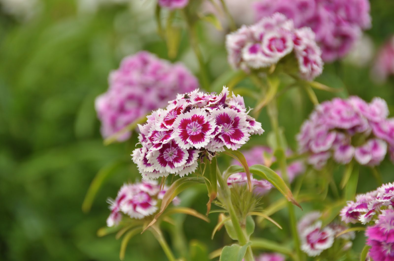 Northern Exposure Gardening Blast of Annuals, Full Out Perennials