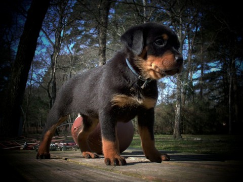 Cute Rottweiler Puppy