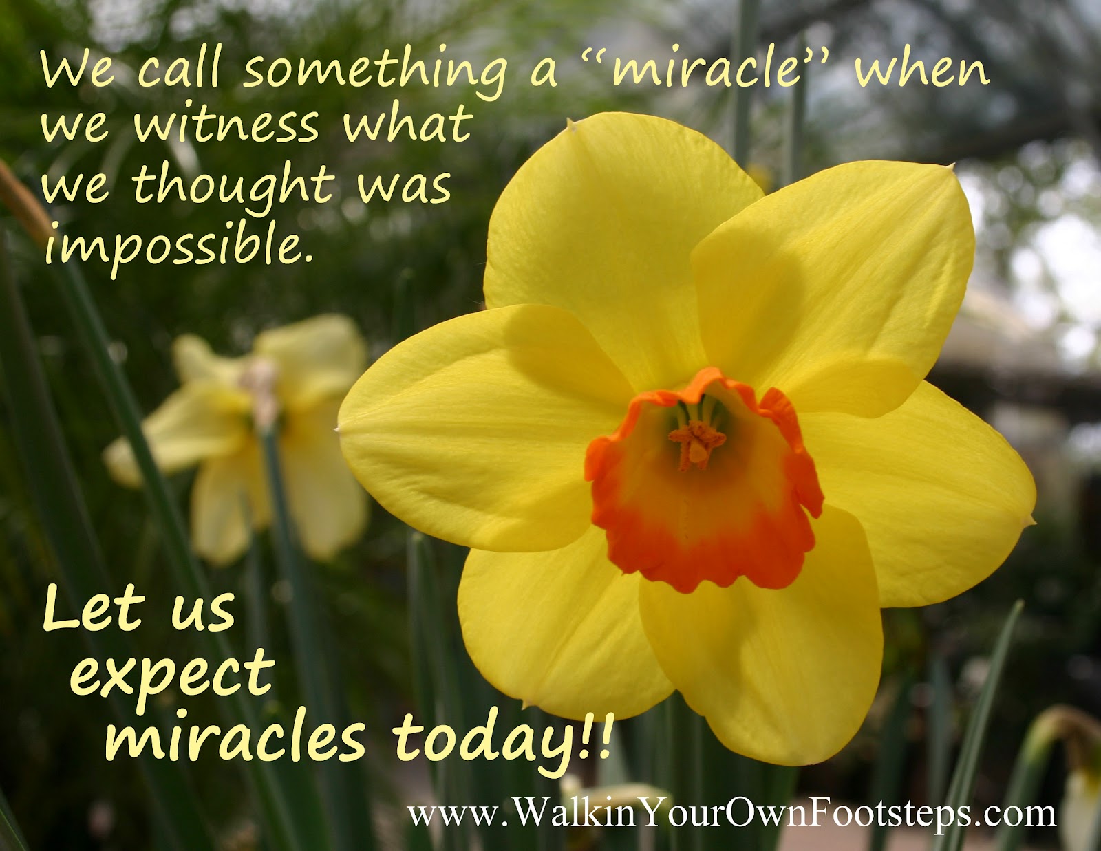 Revit BIM Software Autodesk