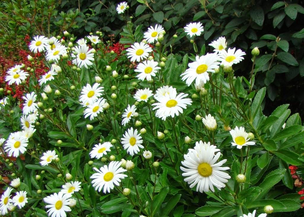 Sparkling White Plants in the Fall