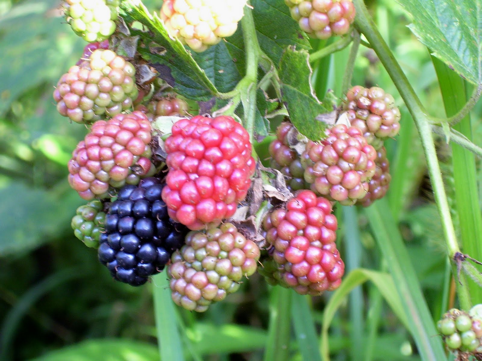 Watauga County 4H 4H Fruit Plant Sale