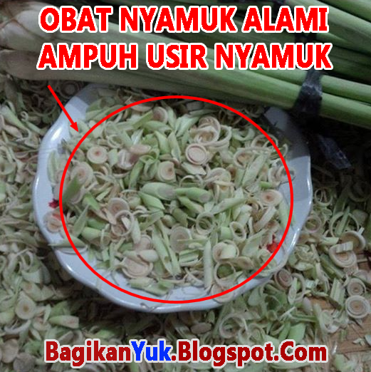 Wajib Dicoba Inilah Cara Mengusir Nyamuk Paling Praktis Dan Efektif