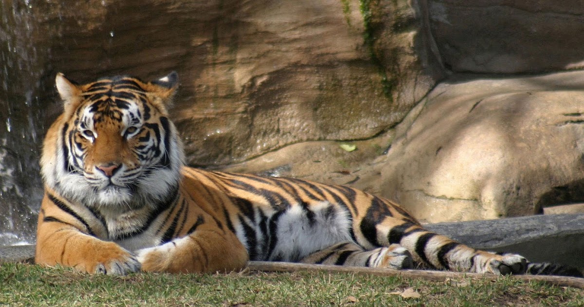 Animals Wallpapers | The Top Desktop HD Wallpapers