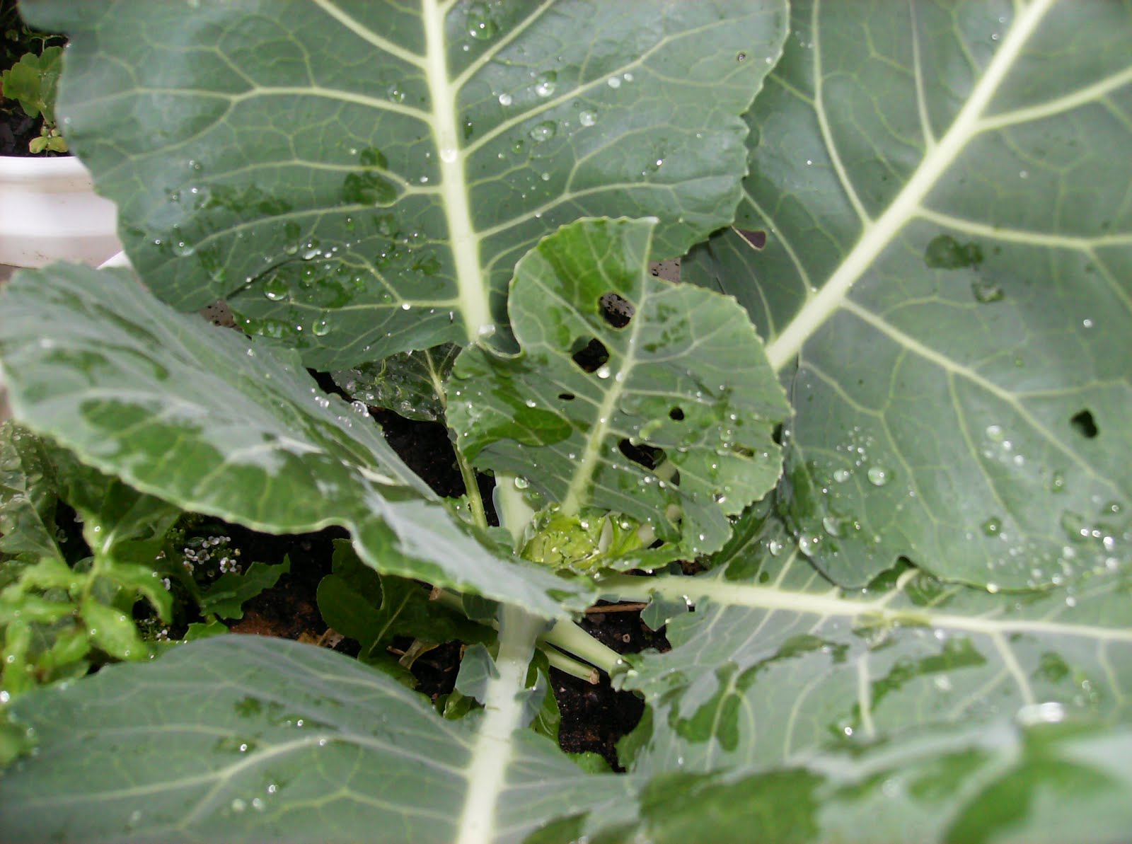 The Rusted Vegetable Garden