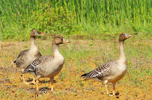 3 birds, wild, Bean Geese, open field