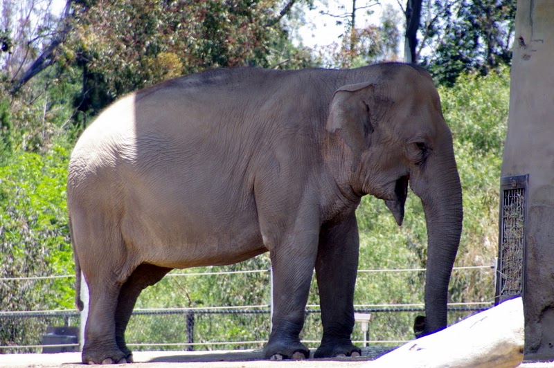 Android And Stuff: San Diego Zoo - Elephant exhibit