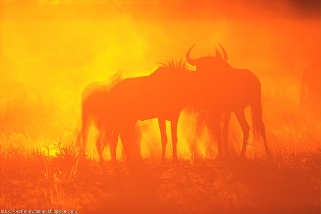 wildebeest