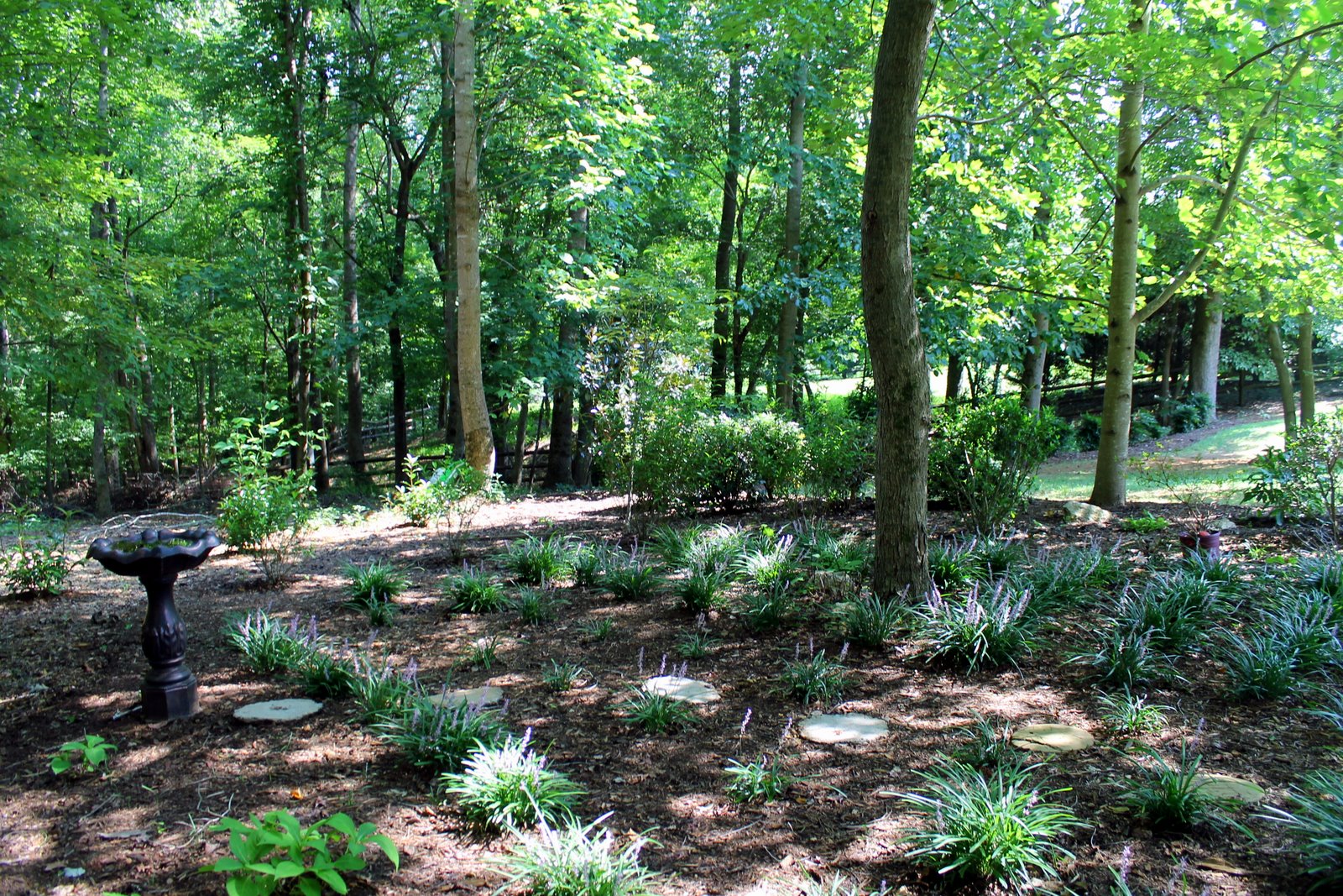 This year, I divided and planted more liriope when I covered up one of