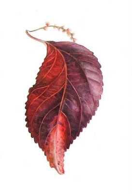 Watercolour painting of a red and purple leaf and flower, Jacob's Coat Plant, by Shevaun Doherty