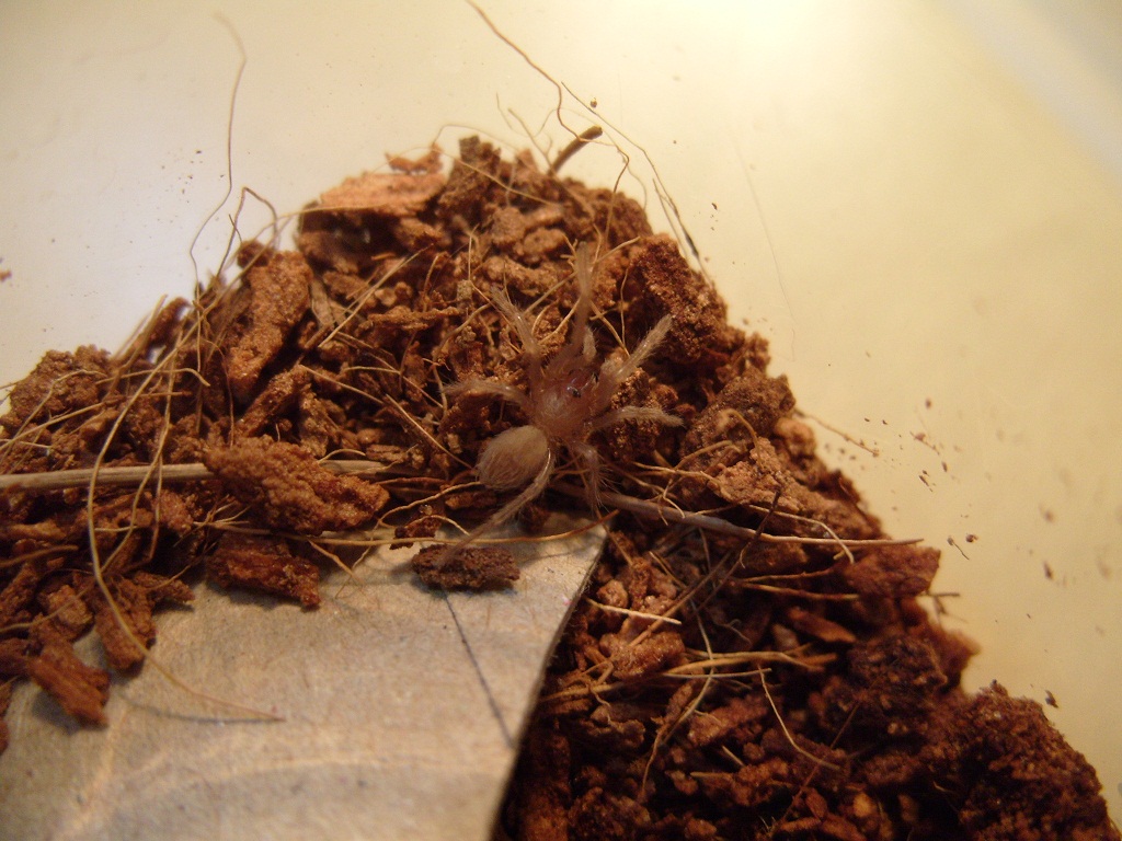 Tiny Tarantula