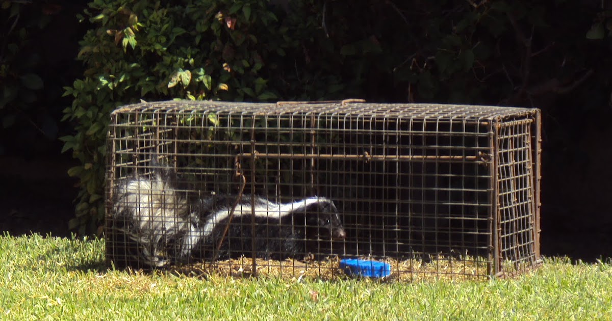 All City Animal Trapping Humane Animal Trapping & Removal Services in