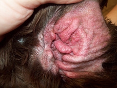 Pet Meds Dog Ear Infection Pet Meds Dog Ear Infection