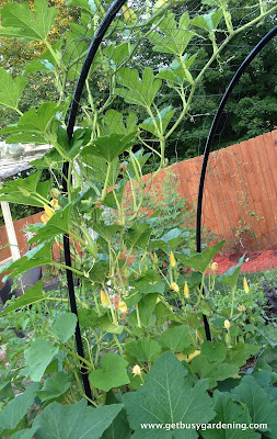 Squash vines growing on a trellis