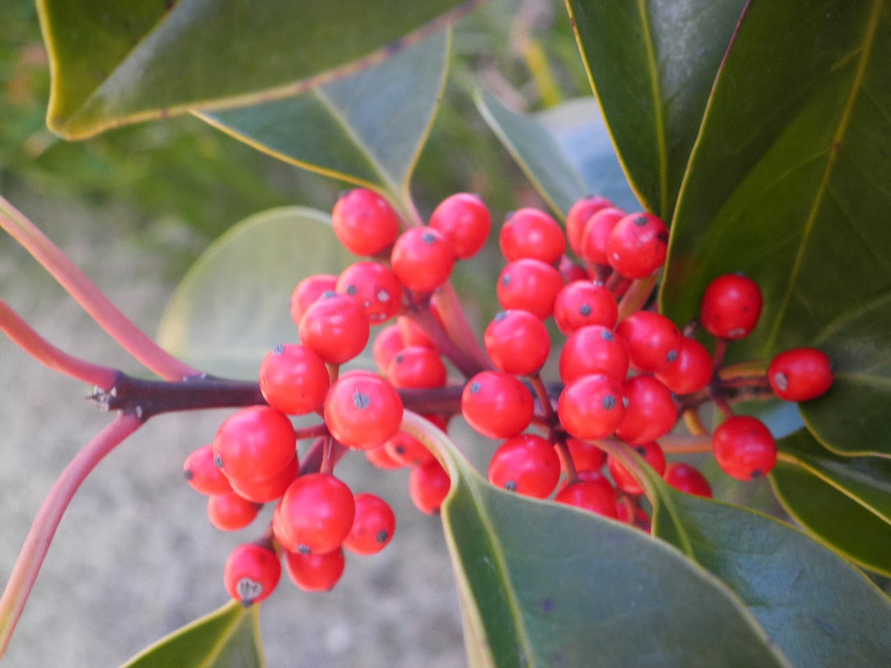 一日一花 海の見える丘から クロガネモチの実の正月飾り