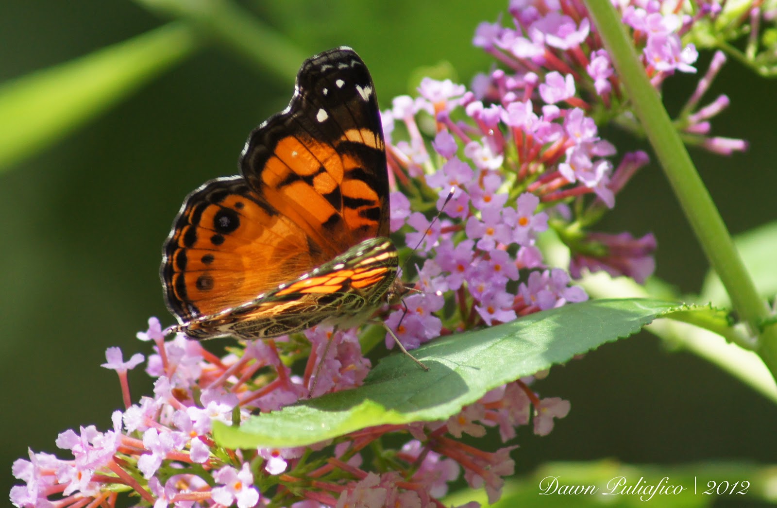 Things with Wings Massachusetts butterflies