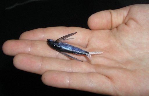 Sebalik Tirai: IKAN TERBANG WUJUD SEBELUM BURUNG?