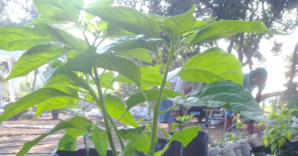 Budidaya Cabe Polybag