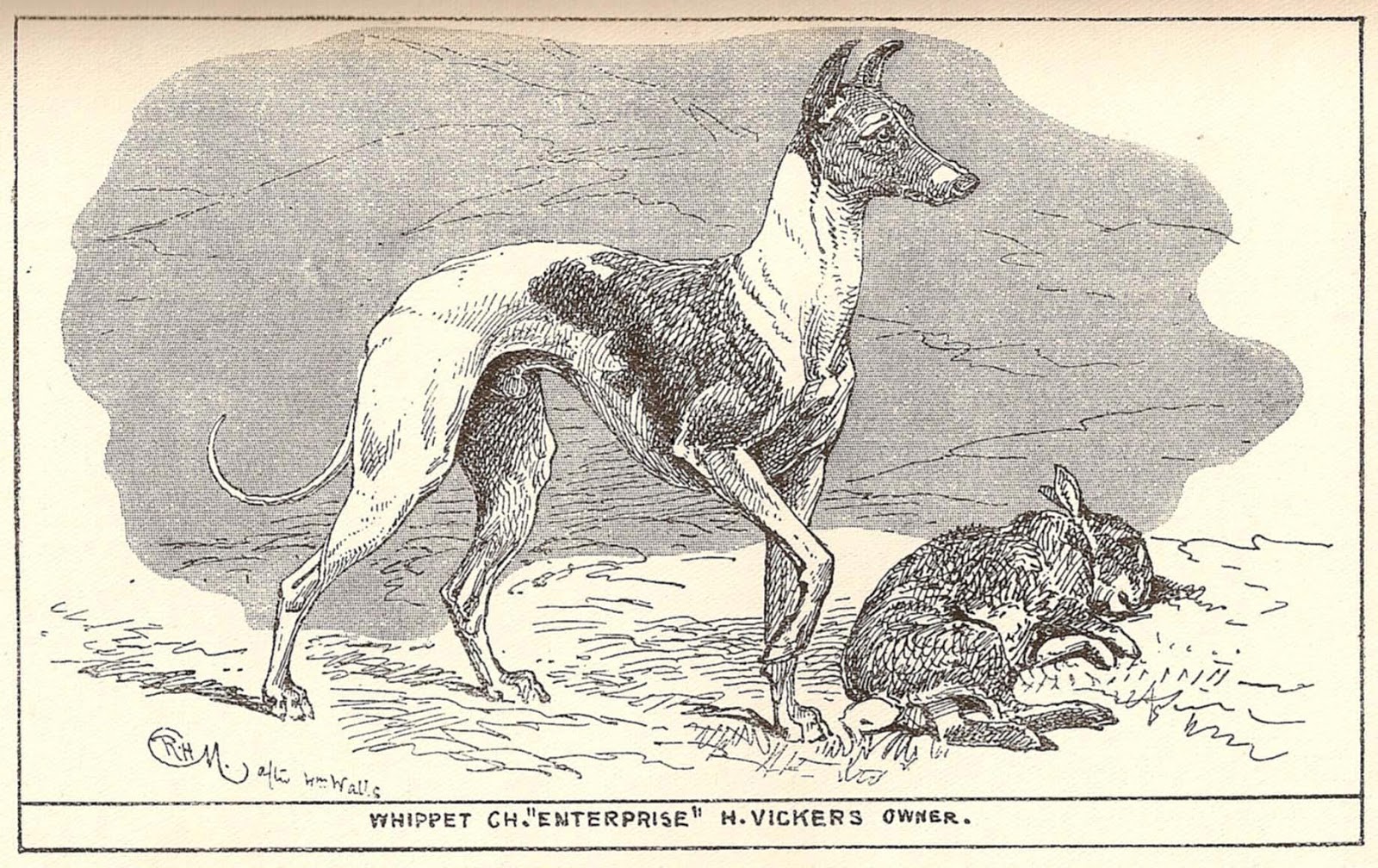 Whippet History References February 2013