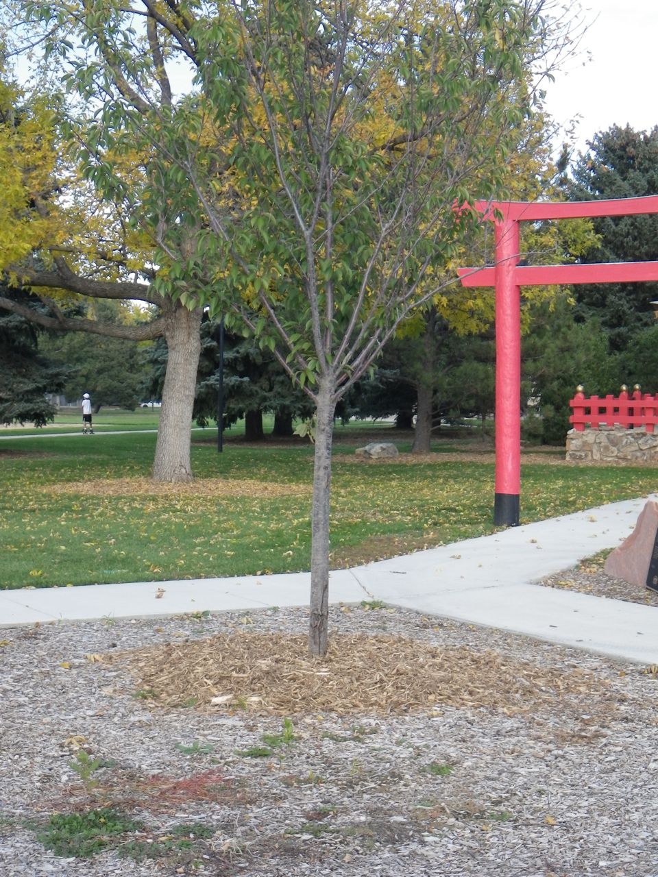 5 cherry tree grove observations about longmont colorado cherry tree grove failure in kanemoto park 5 cherry tree grove observations about longmont colorado cherry tree grove failure in kanemoto park