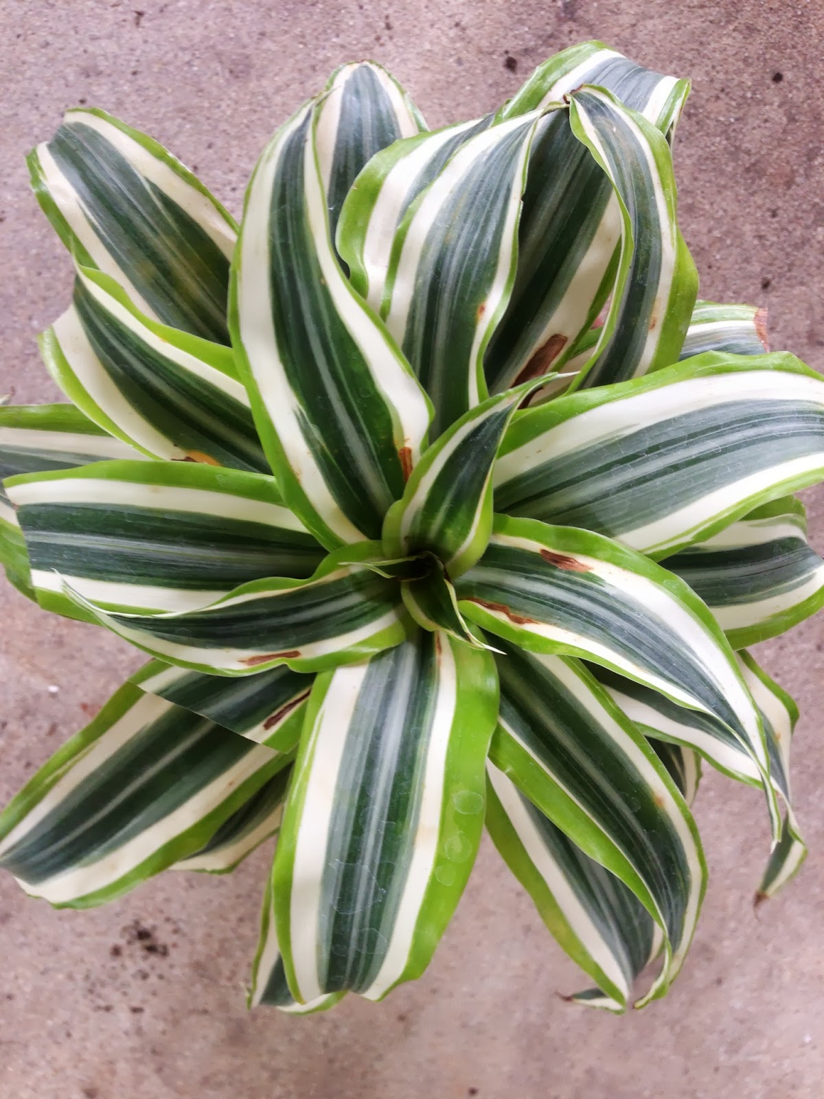 My Life of Plants Dragon Series Dracaena Part 2