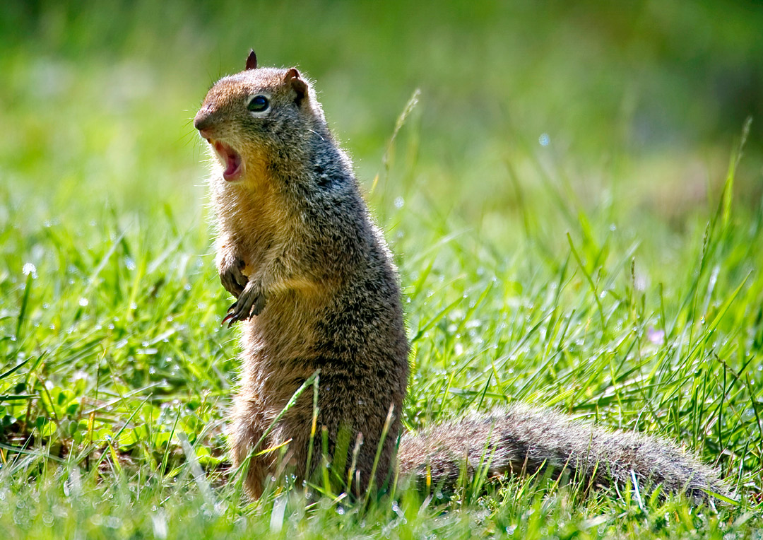 Robin Loznak Photography Gray digger on watch