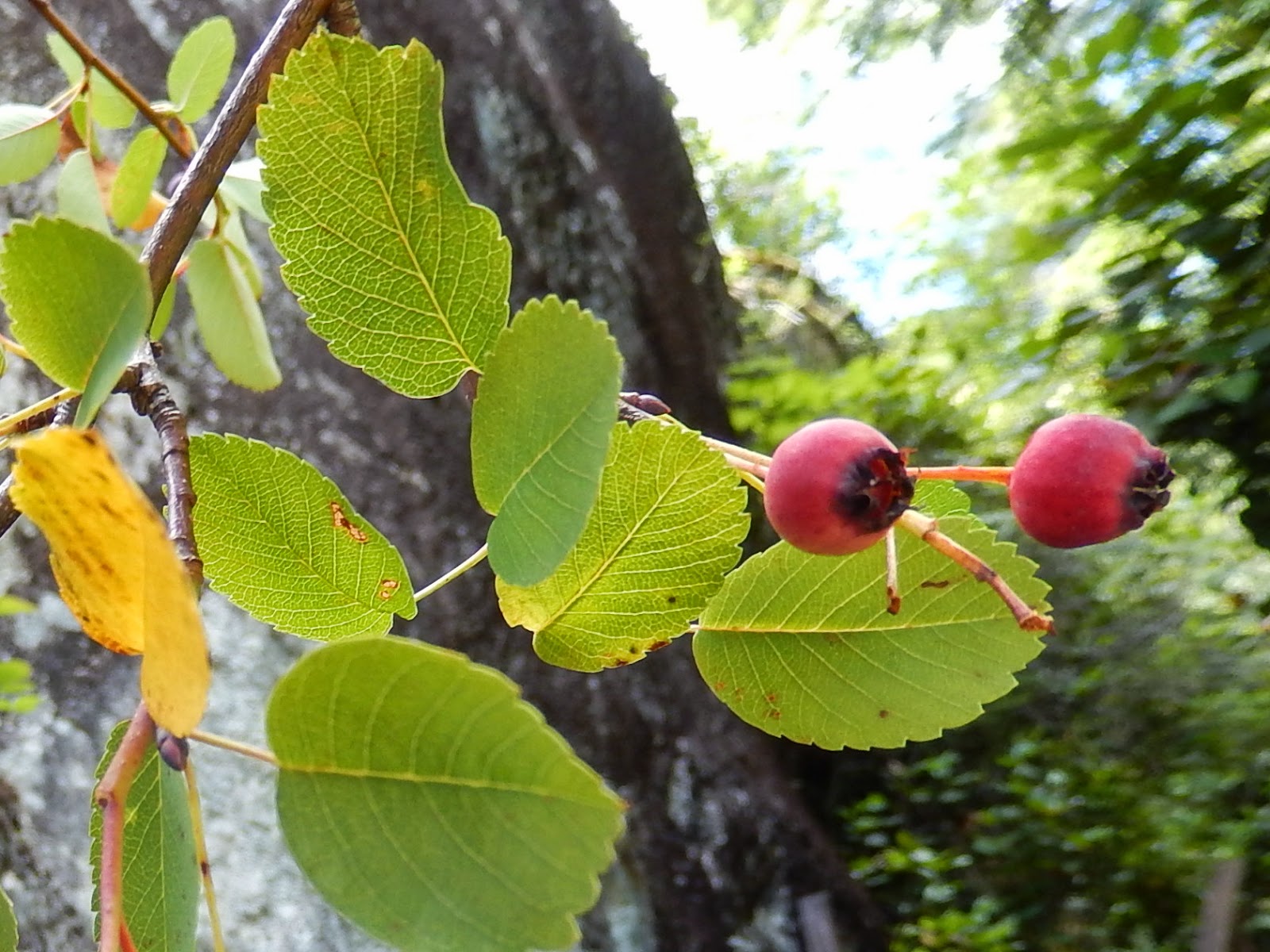Powell River Books Blog Coastal BC Plants Wild Mock Orange