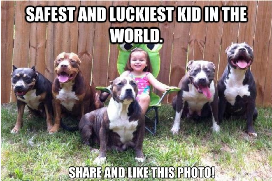 Risultati immagini per Beautiful Pit Bull images